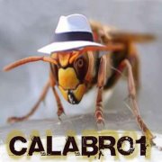 Calabrone